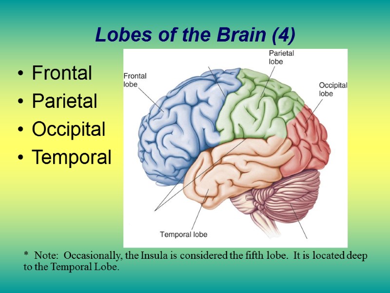 Lobes of the Brain (4) Frontal Parietal Occipital Temporal *  Note:  Occasionally,